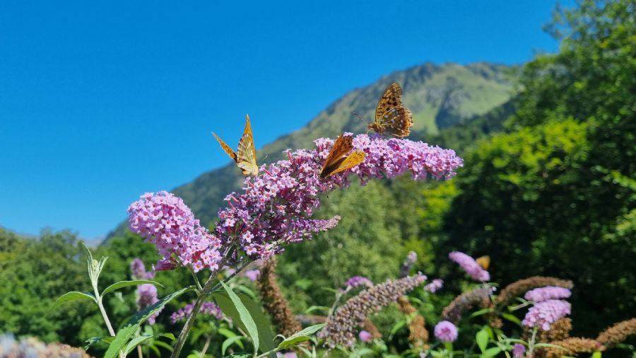 ארטיגה דה לין